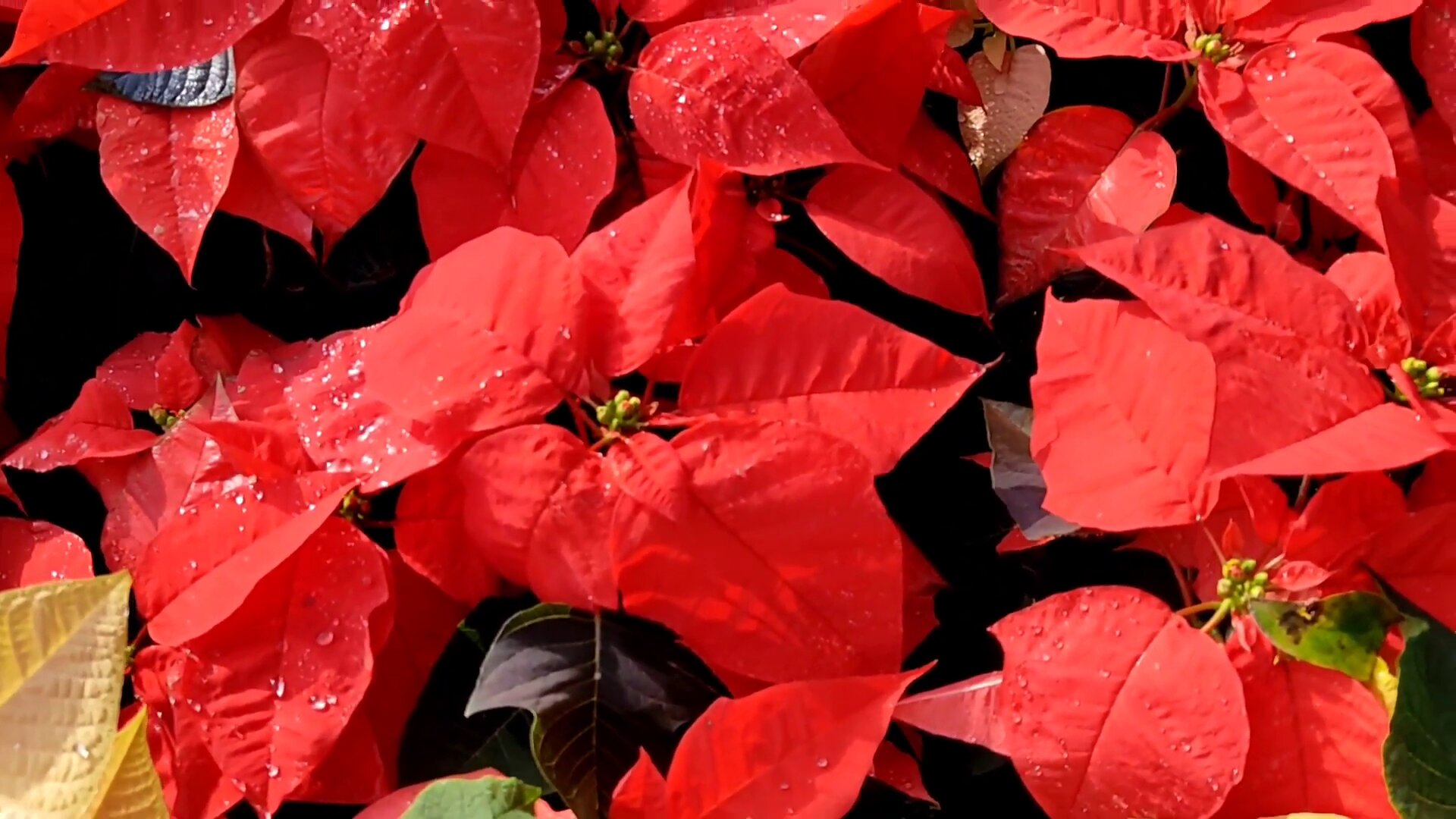 Close-up of Poinsettia plant with red leaves