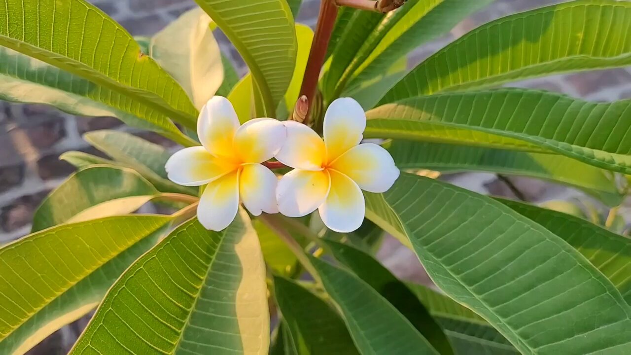 champa beautiful flower