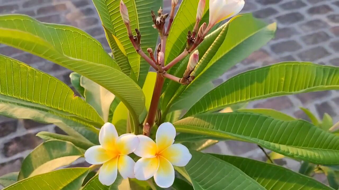 type champa Flower