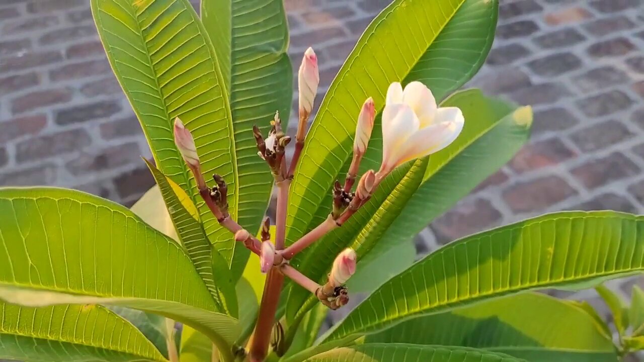 champa Flower benifit