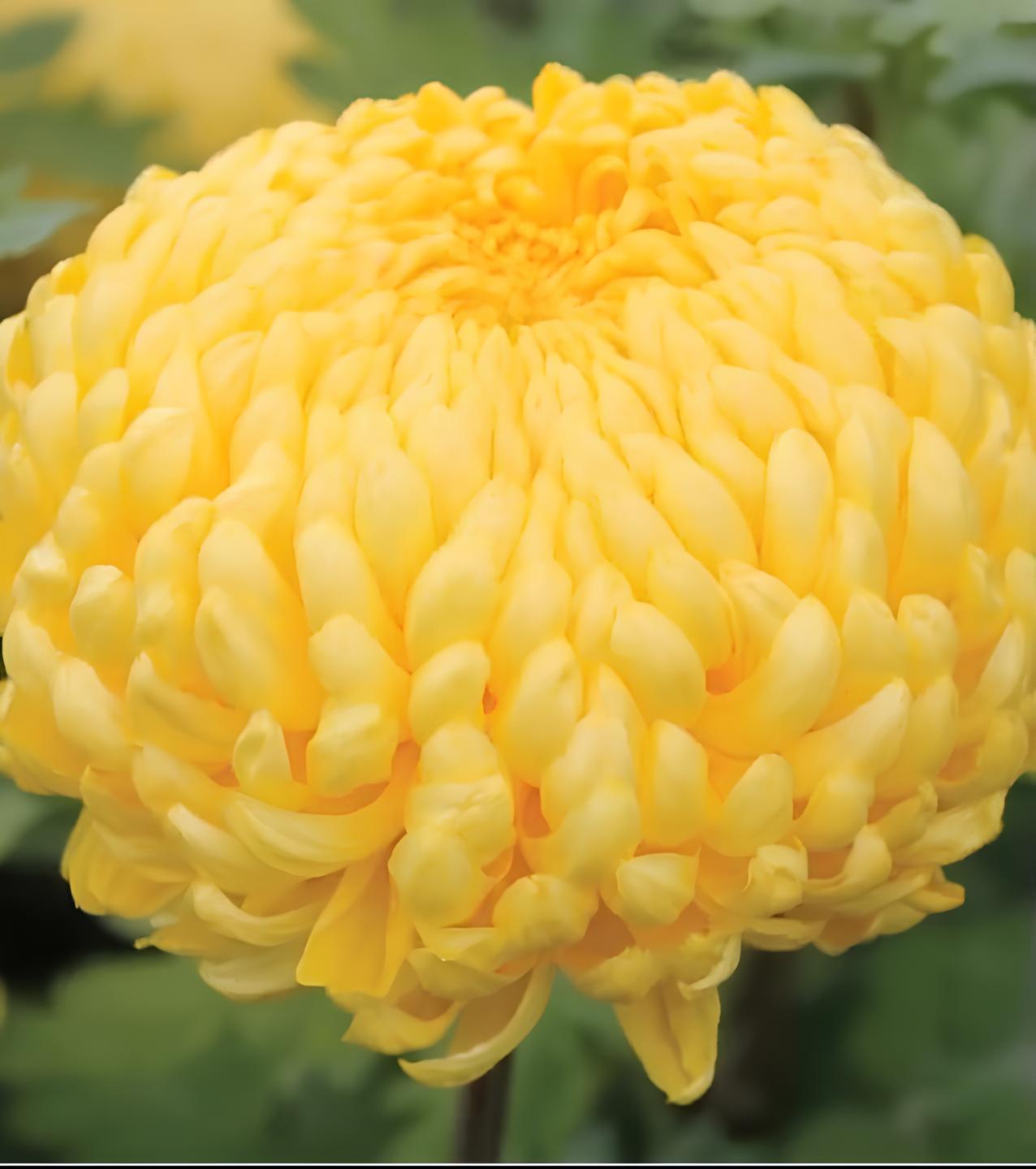 Chrysanthemums Flowers