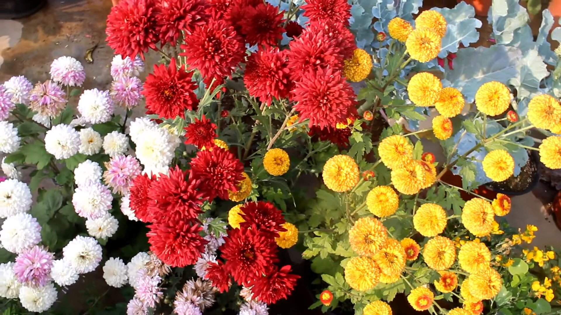 Chrysanthemums Flowers