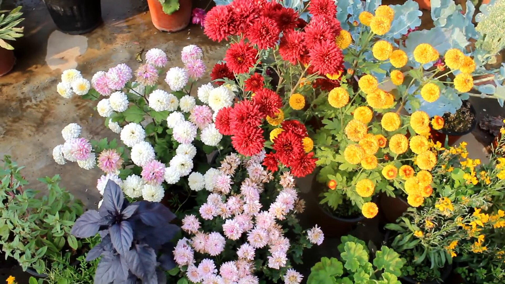 Chrysanthemums Flowers