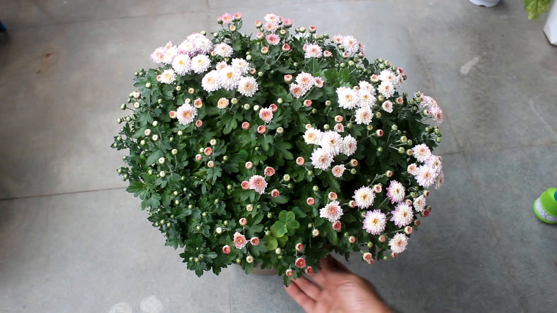 Chrysanthemums Flowers