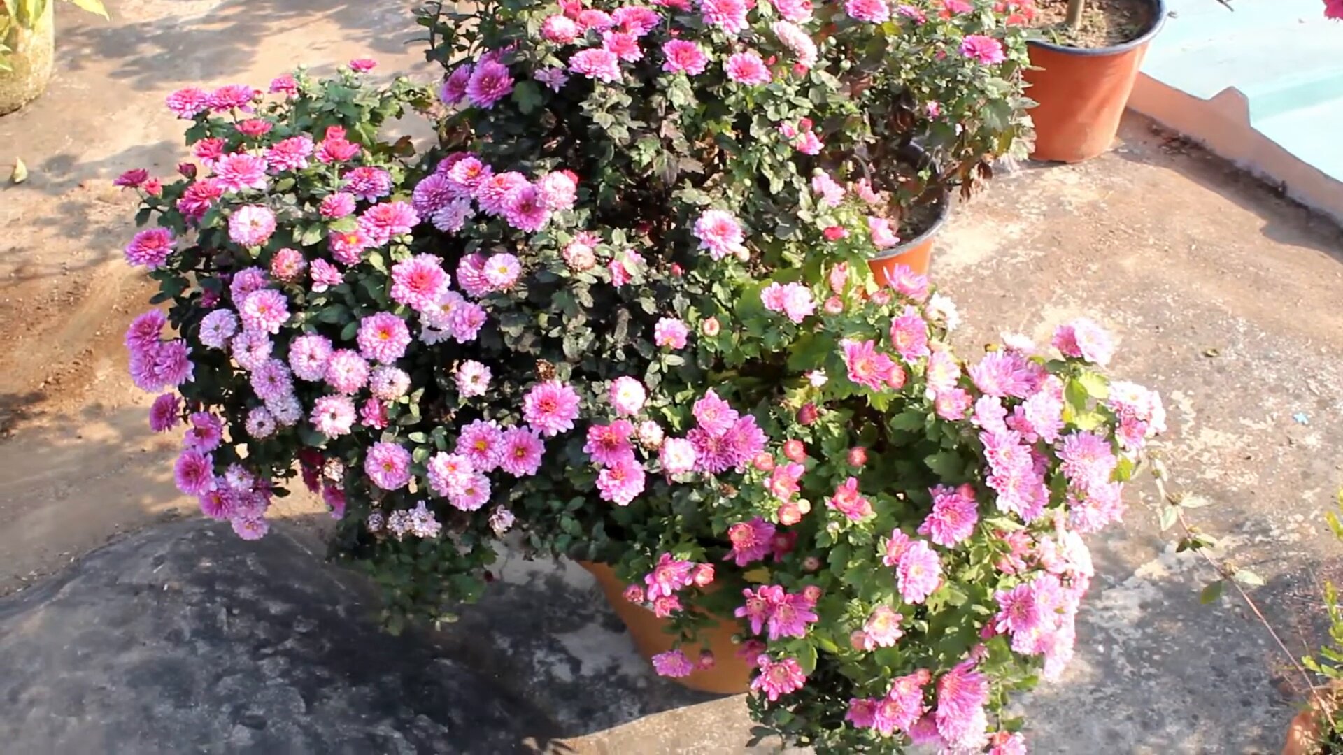 Chrysanthemums Flowers