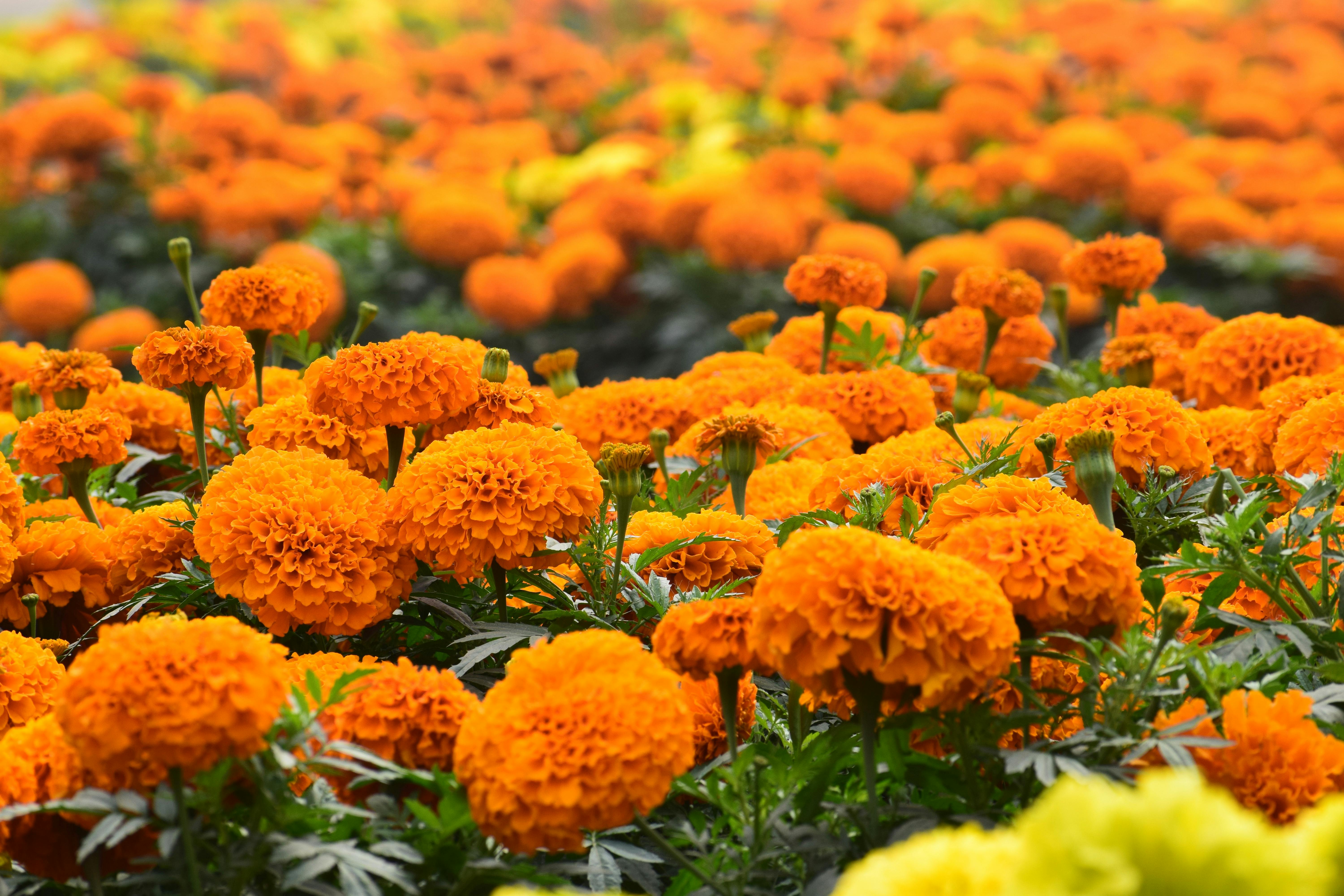 marigold beautiful flower