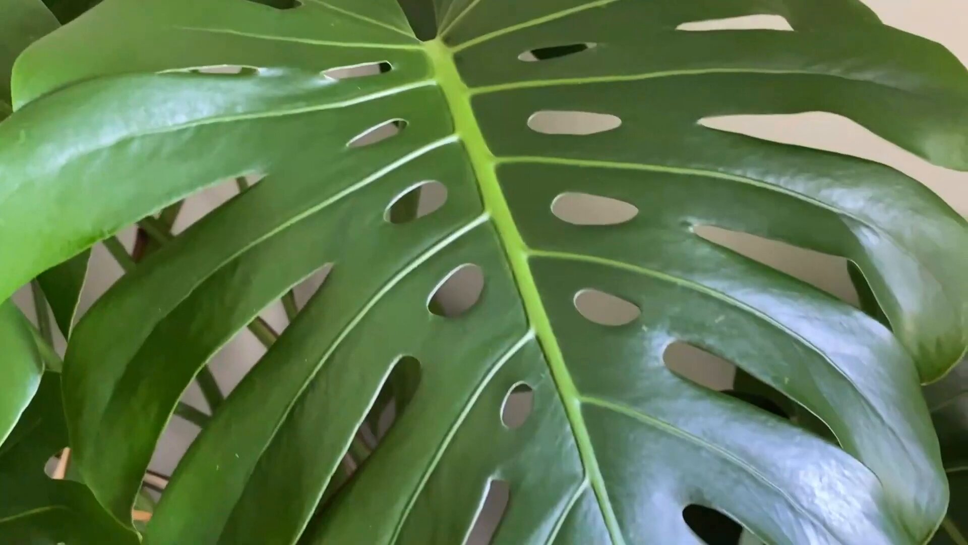 Jaise Monstera Plant