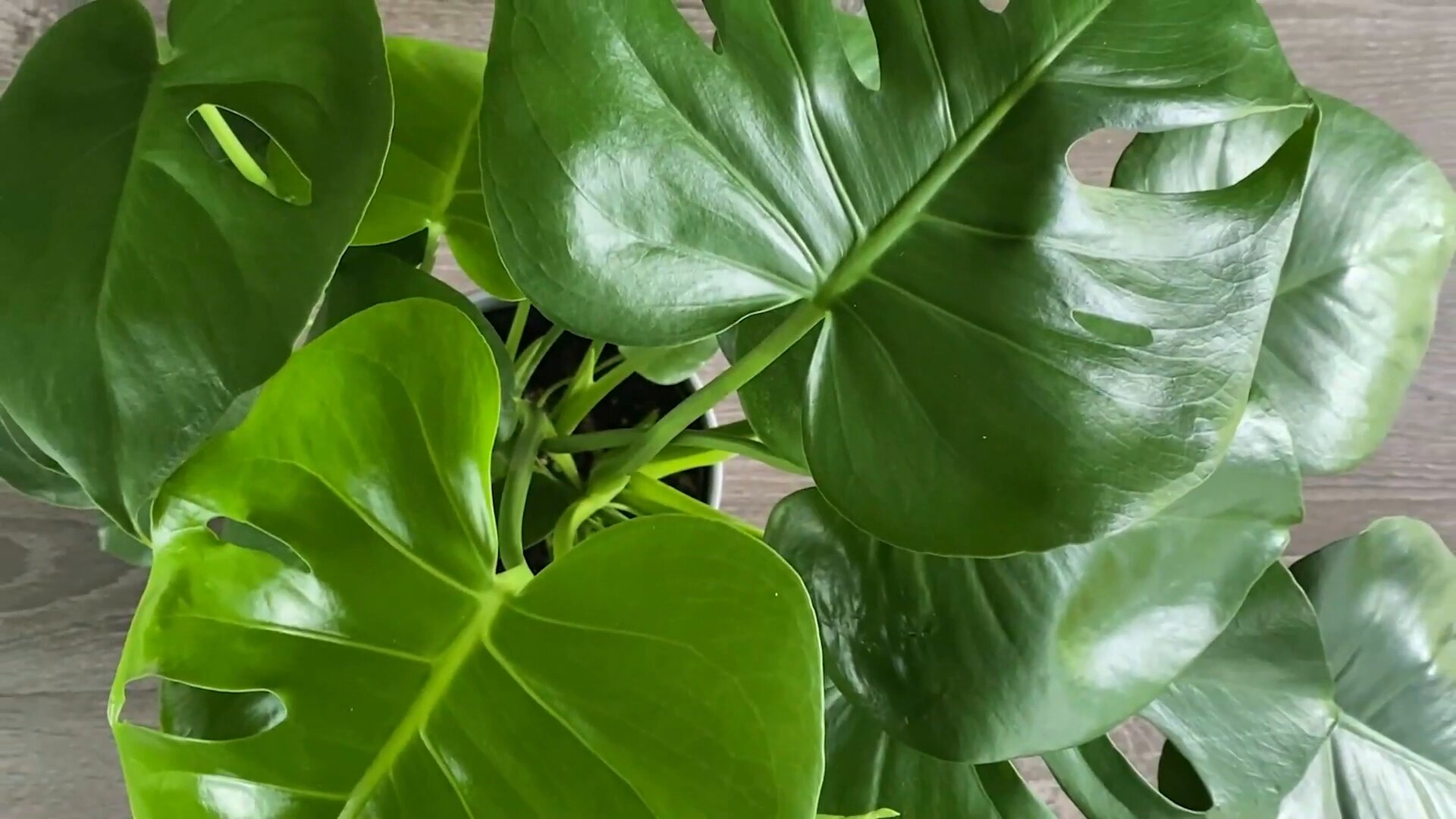 Jaise Monstera Plant