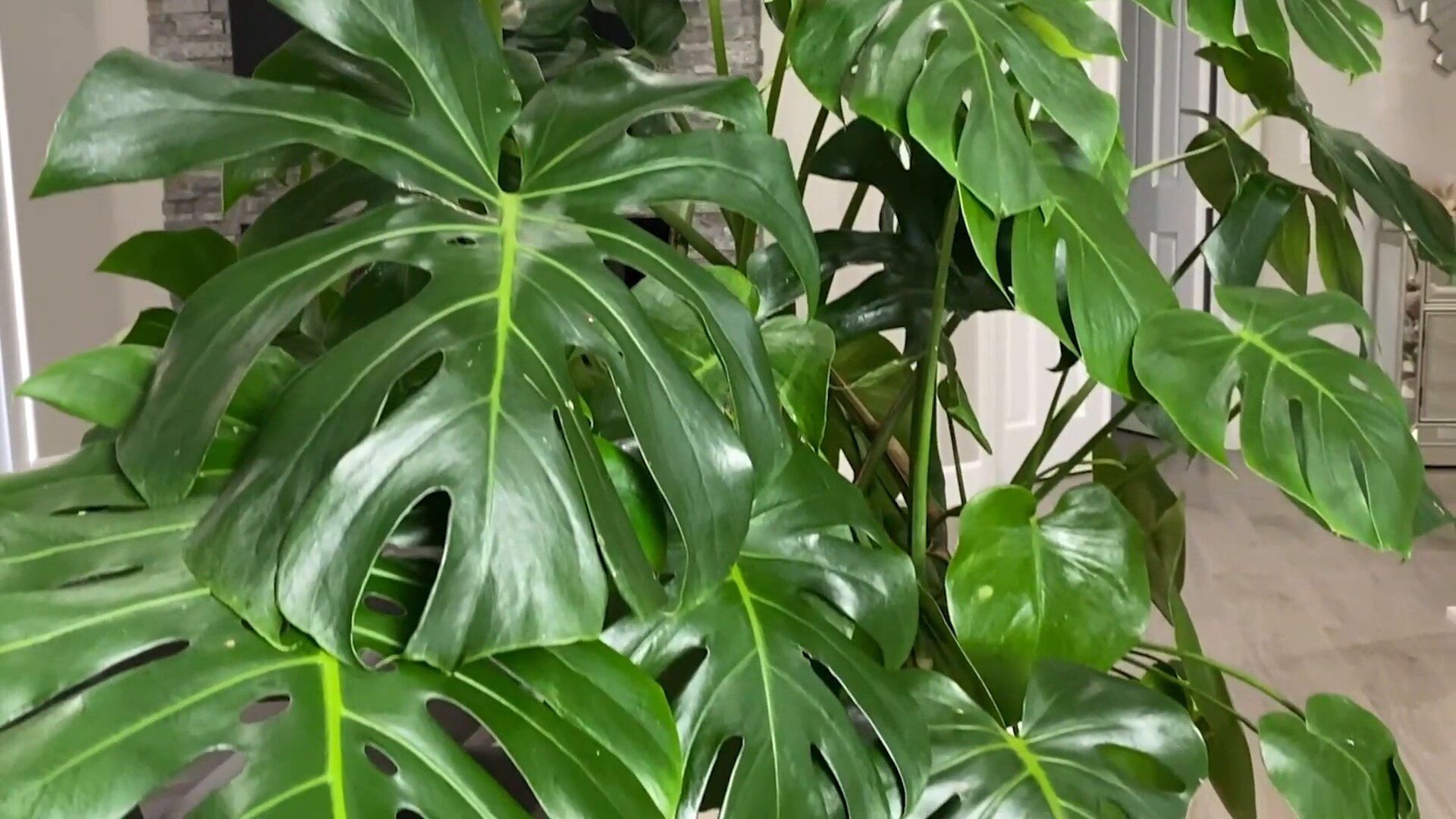 Jaise Monstera Plant