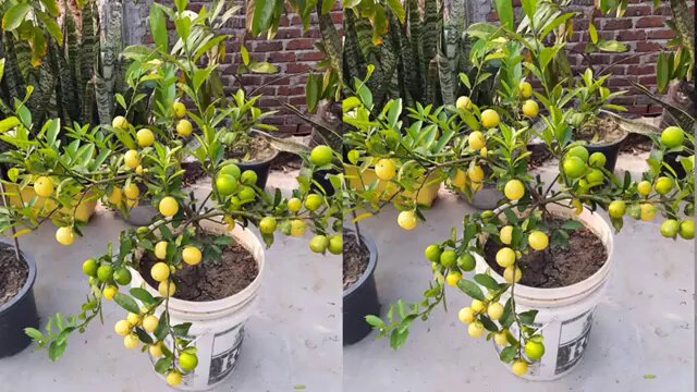 lemon plant at home 