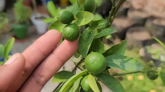 lemon plant at home 