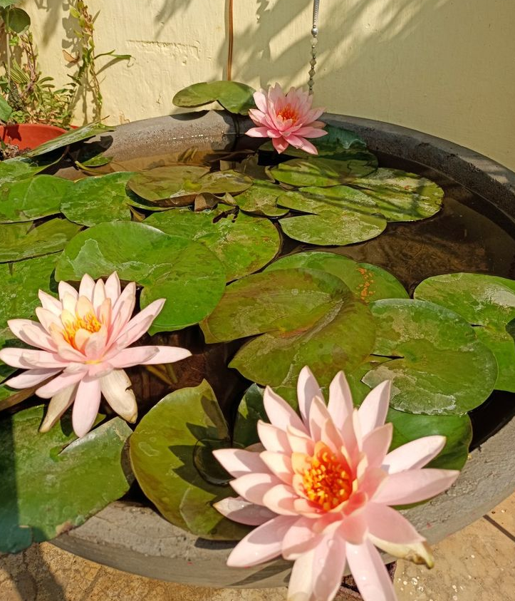 Lotus Flower