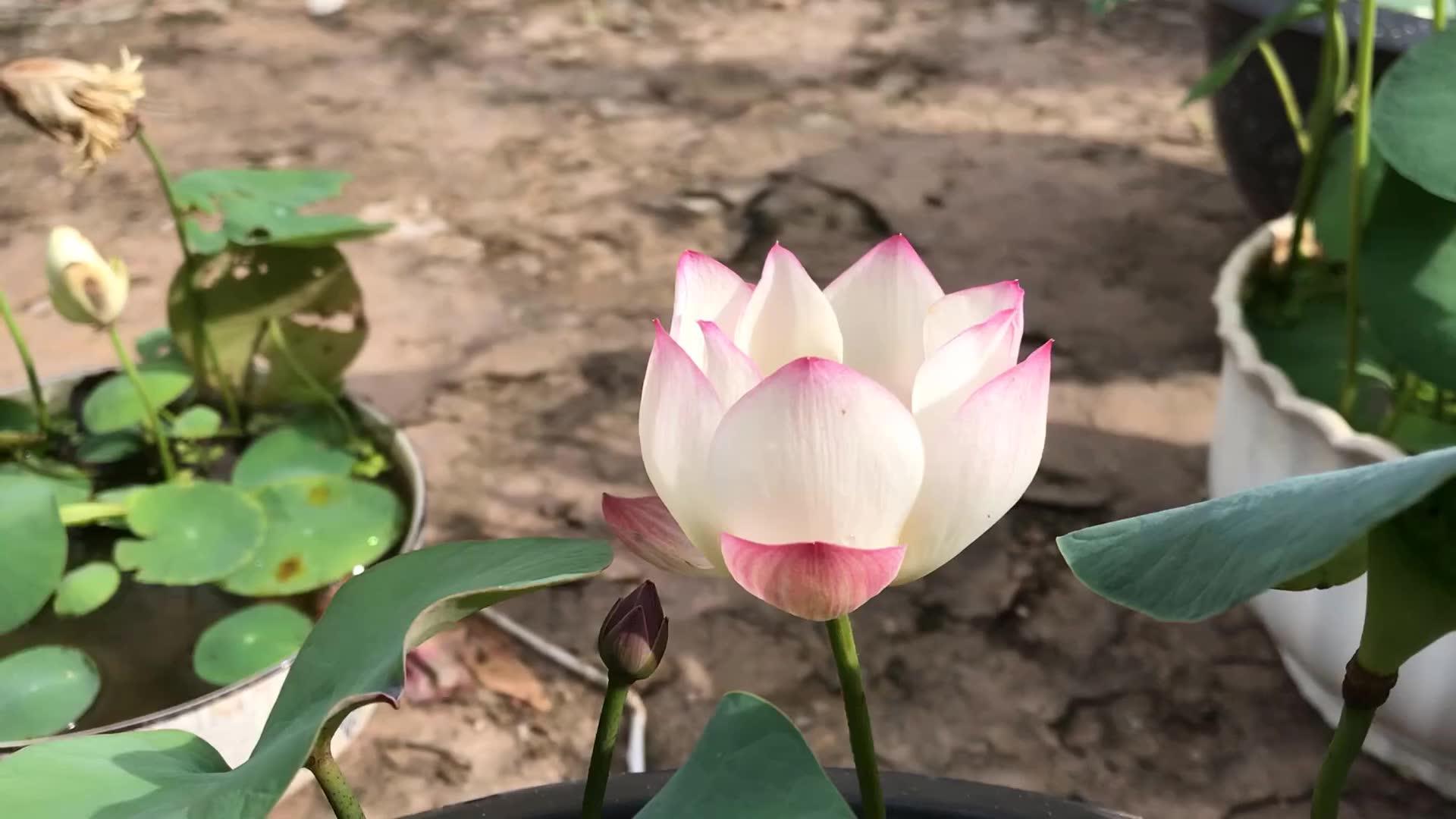 lotus beautiful flower