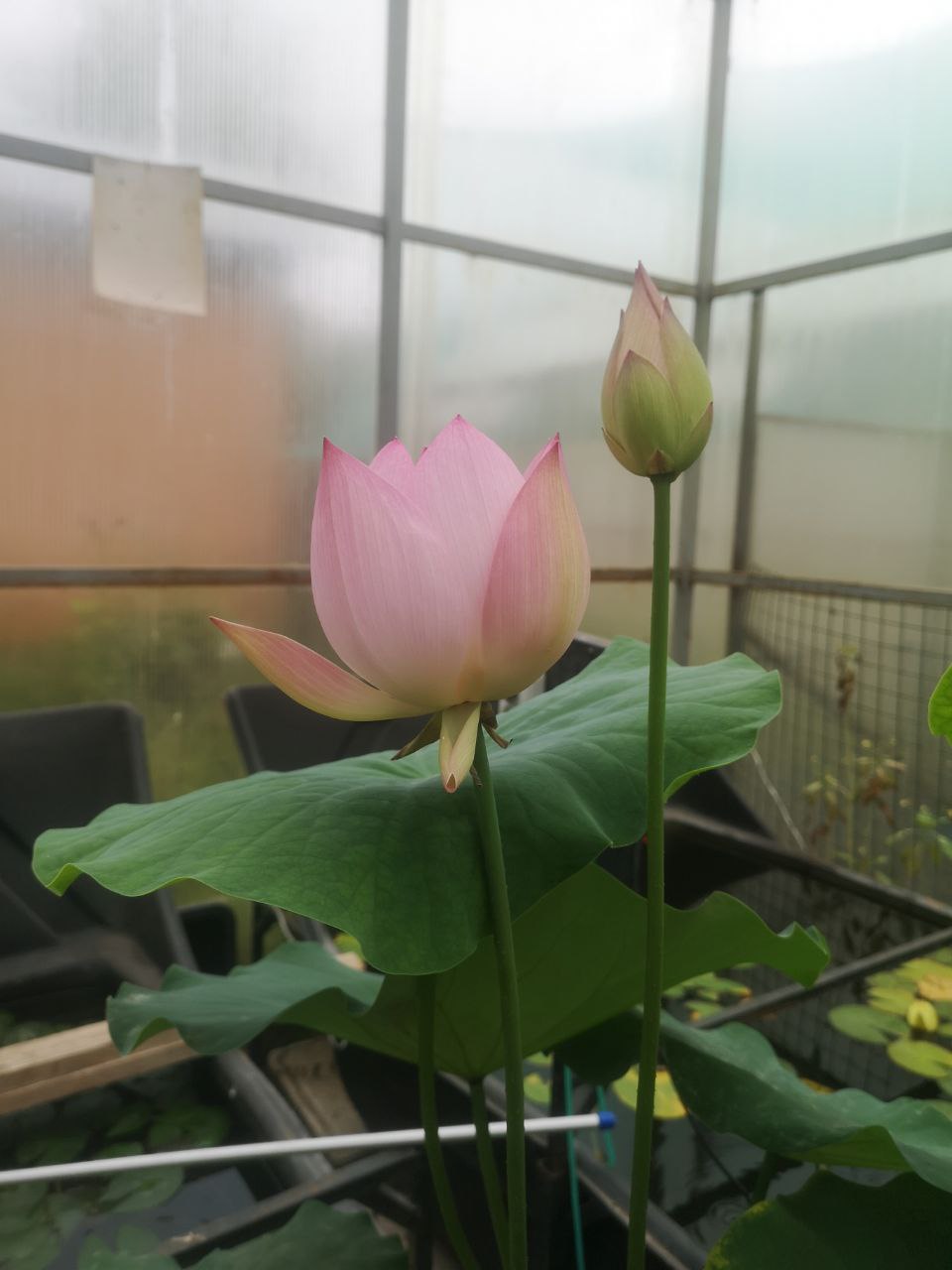 Lotus Flower