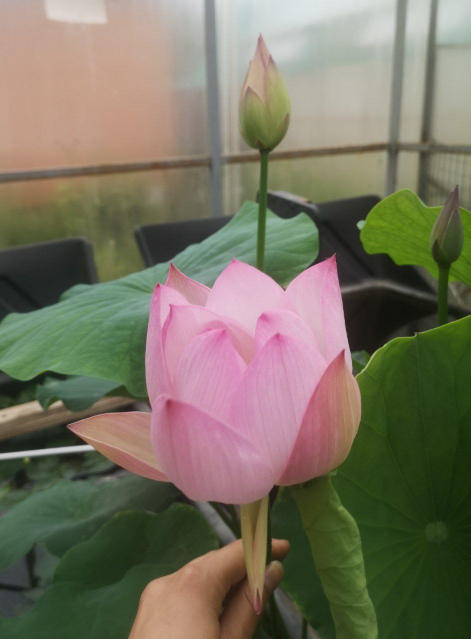 Lotus Flower