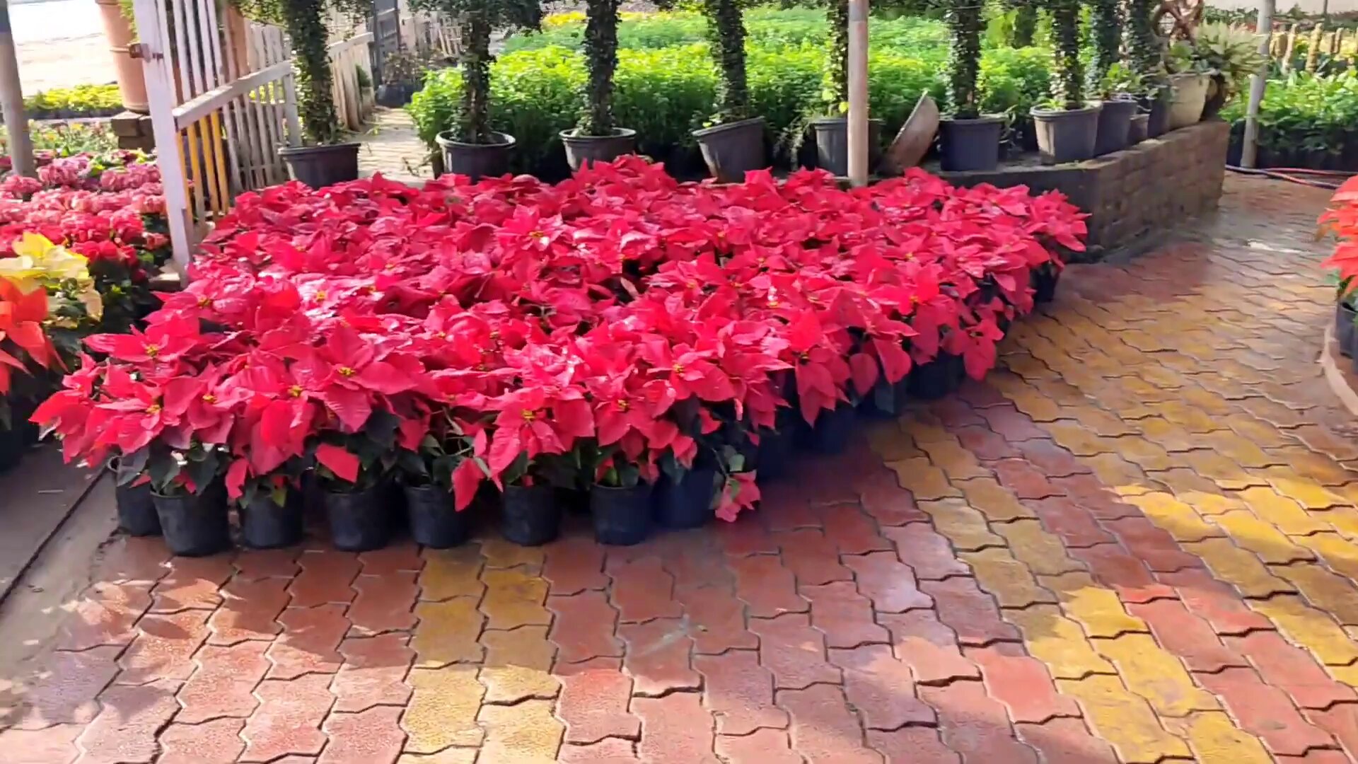 Poinsettia plant image