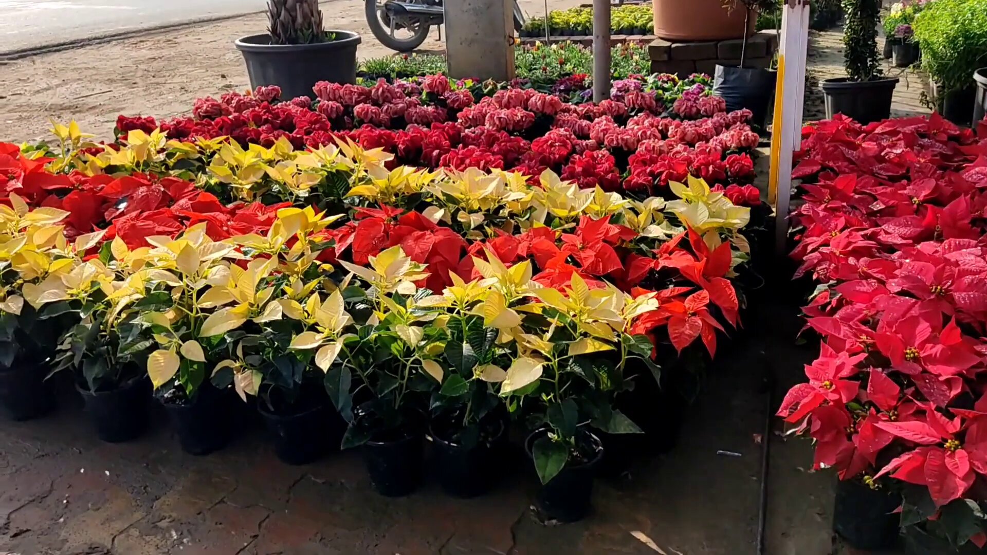 Poinsettia flowers