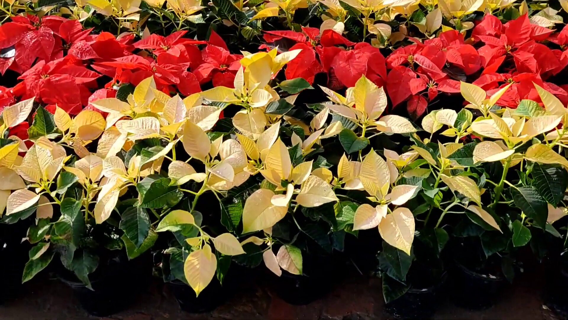 Poinsettia plant type