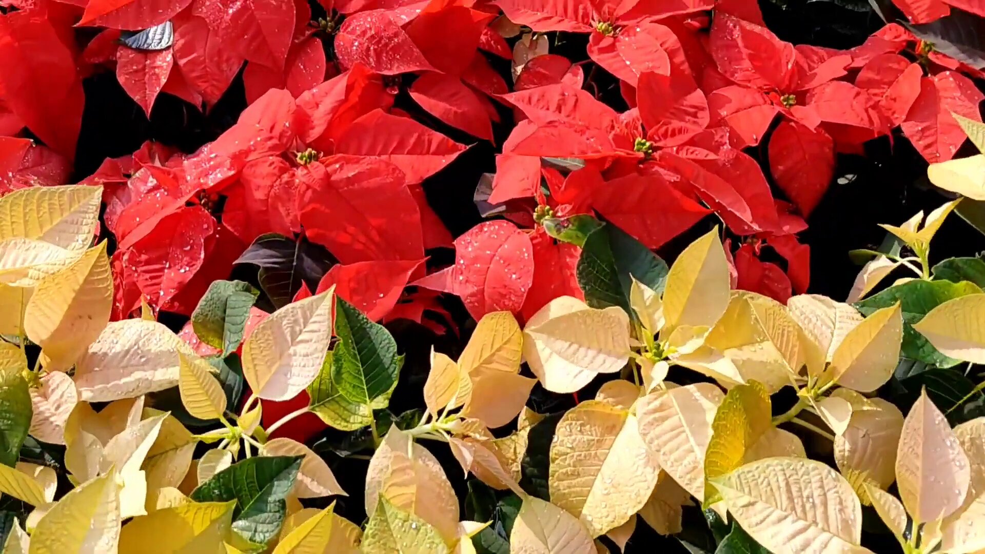 Poinsettia uses