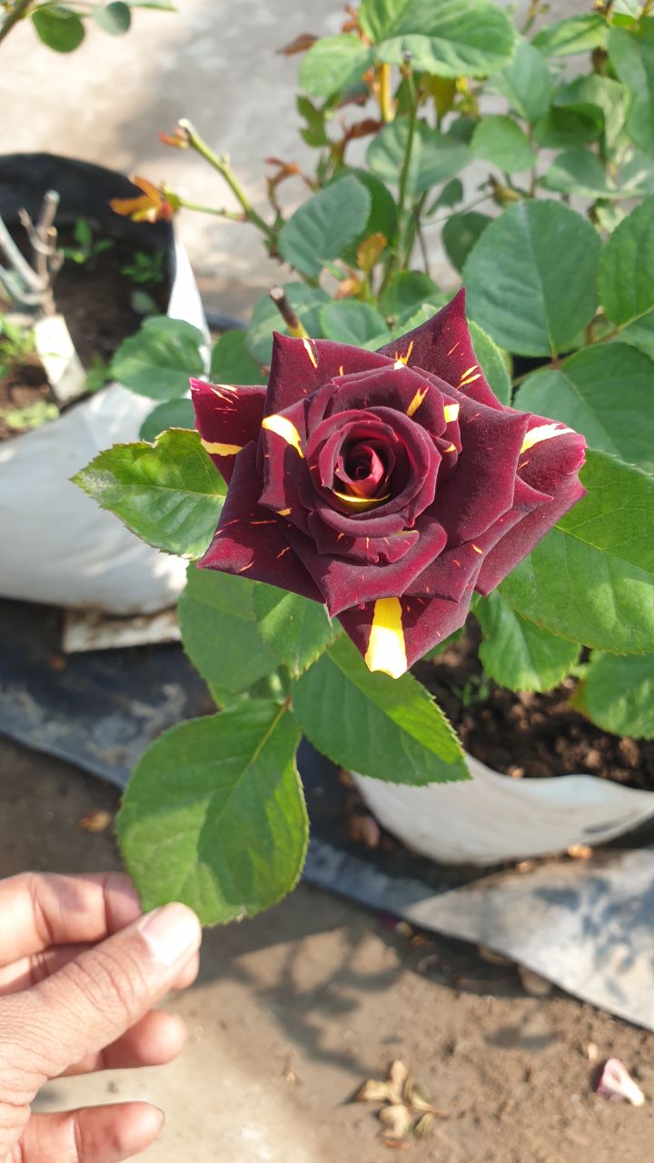 rose plant