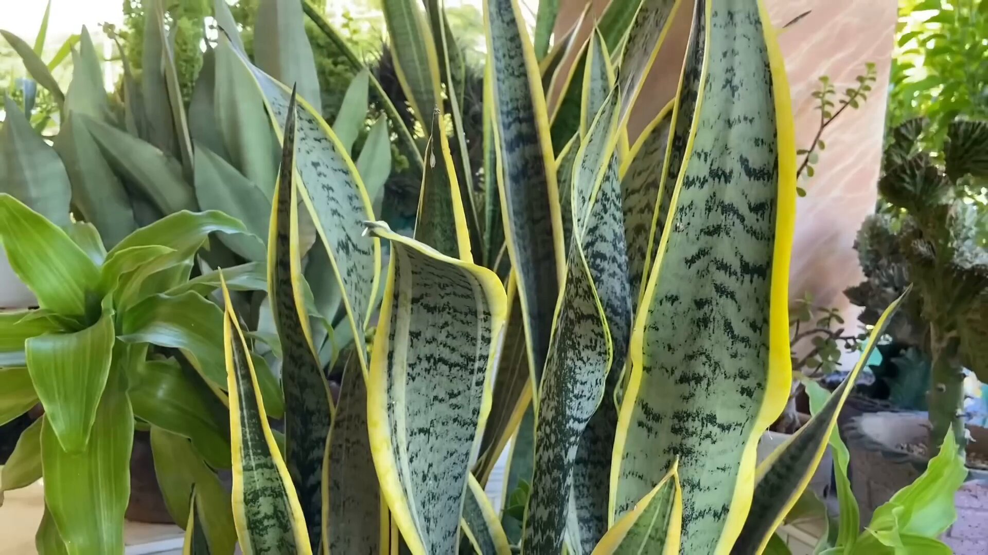 snake plant diseases