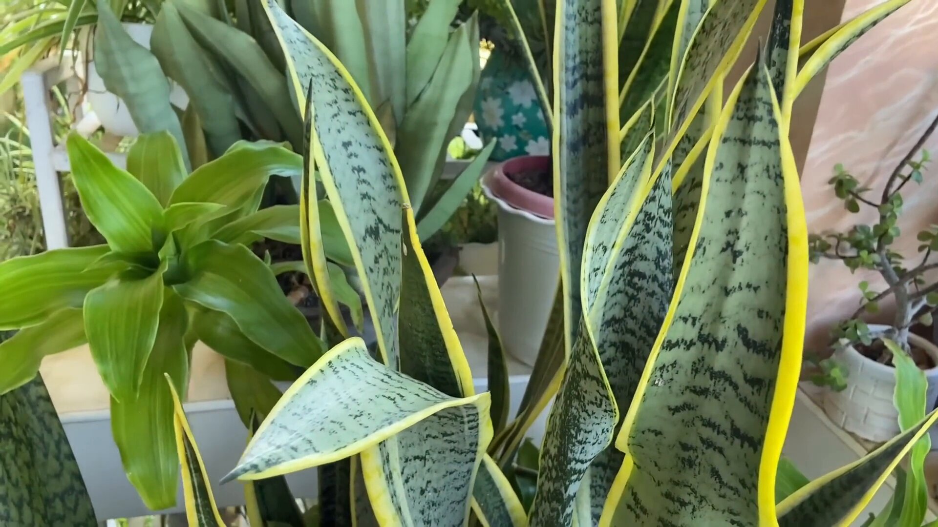 snake plant in japan