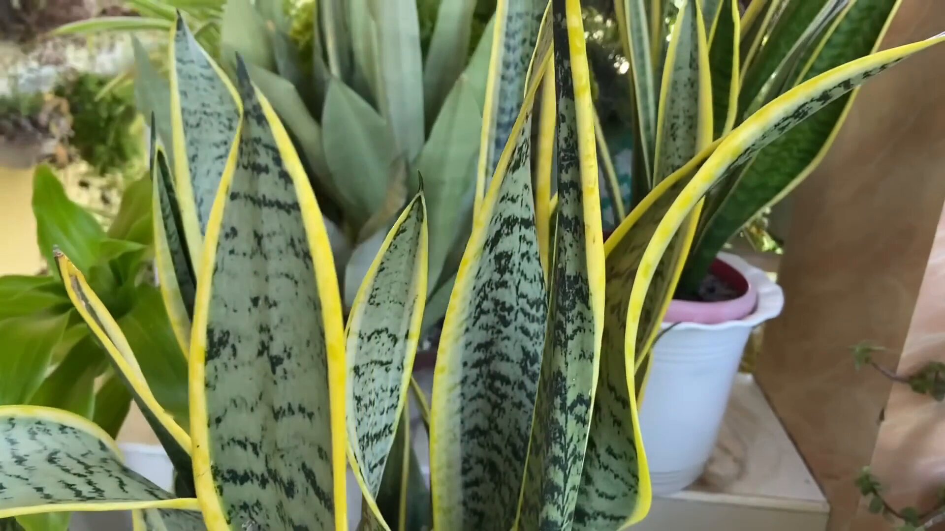 snake plant growing