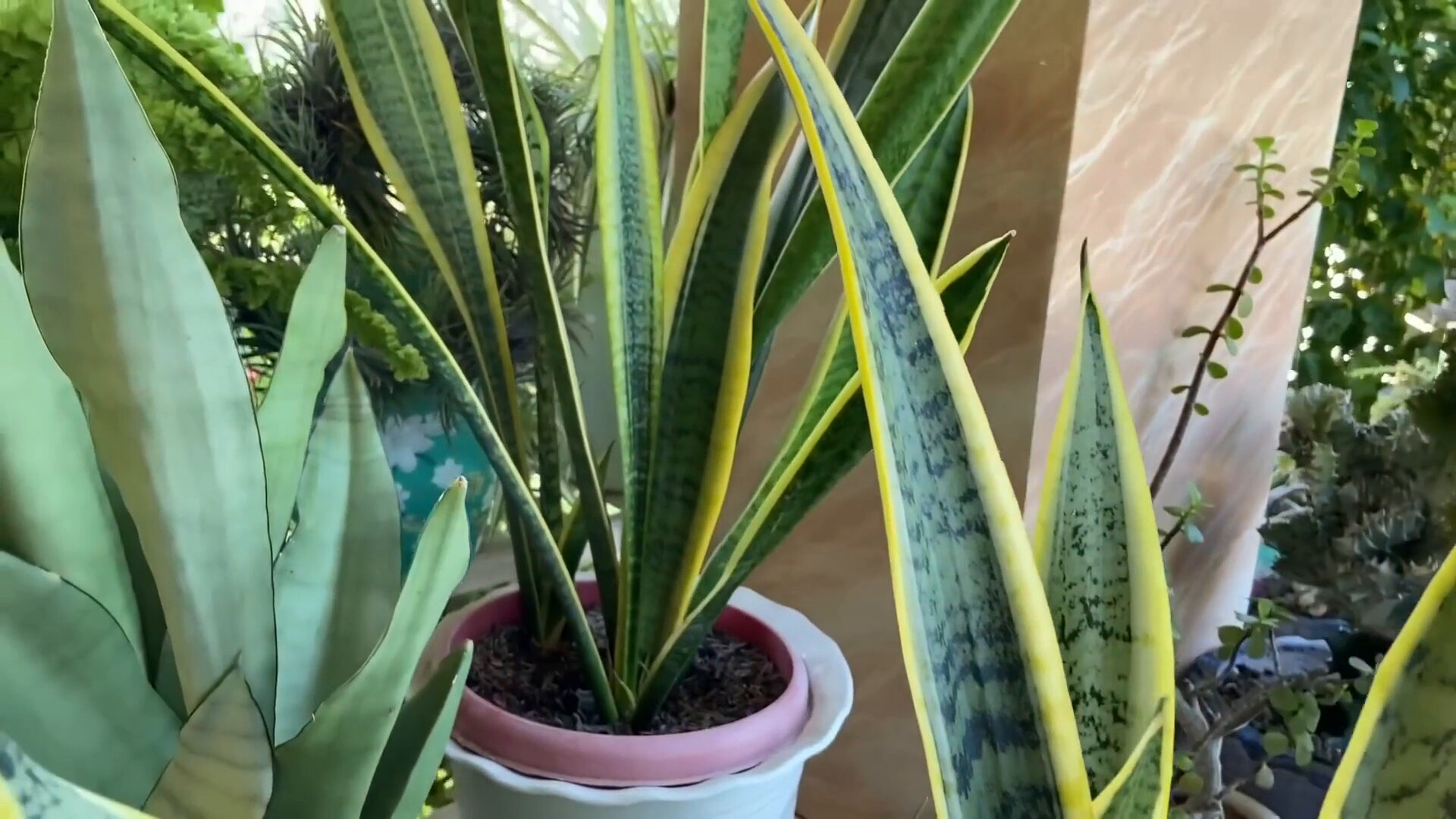 snake plant in japan