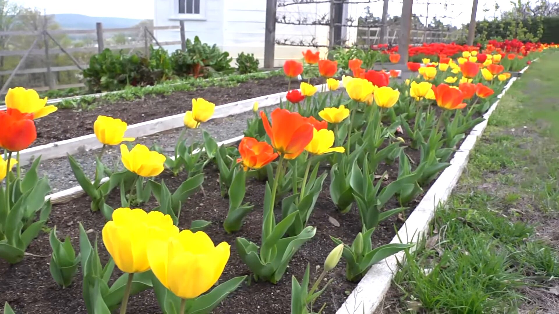 tulip Flowers care health