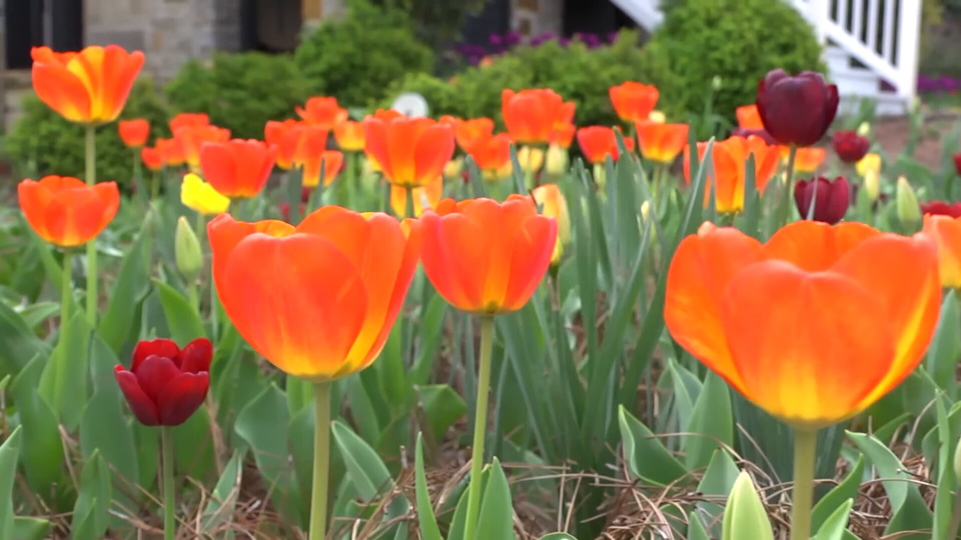 tulip Flowers growing process