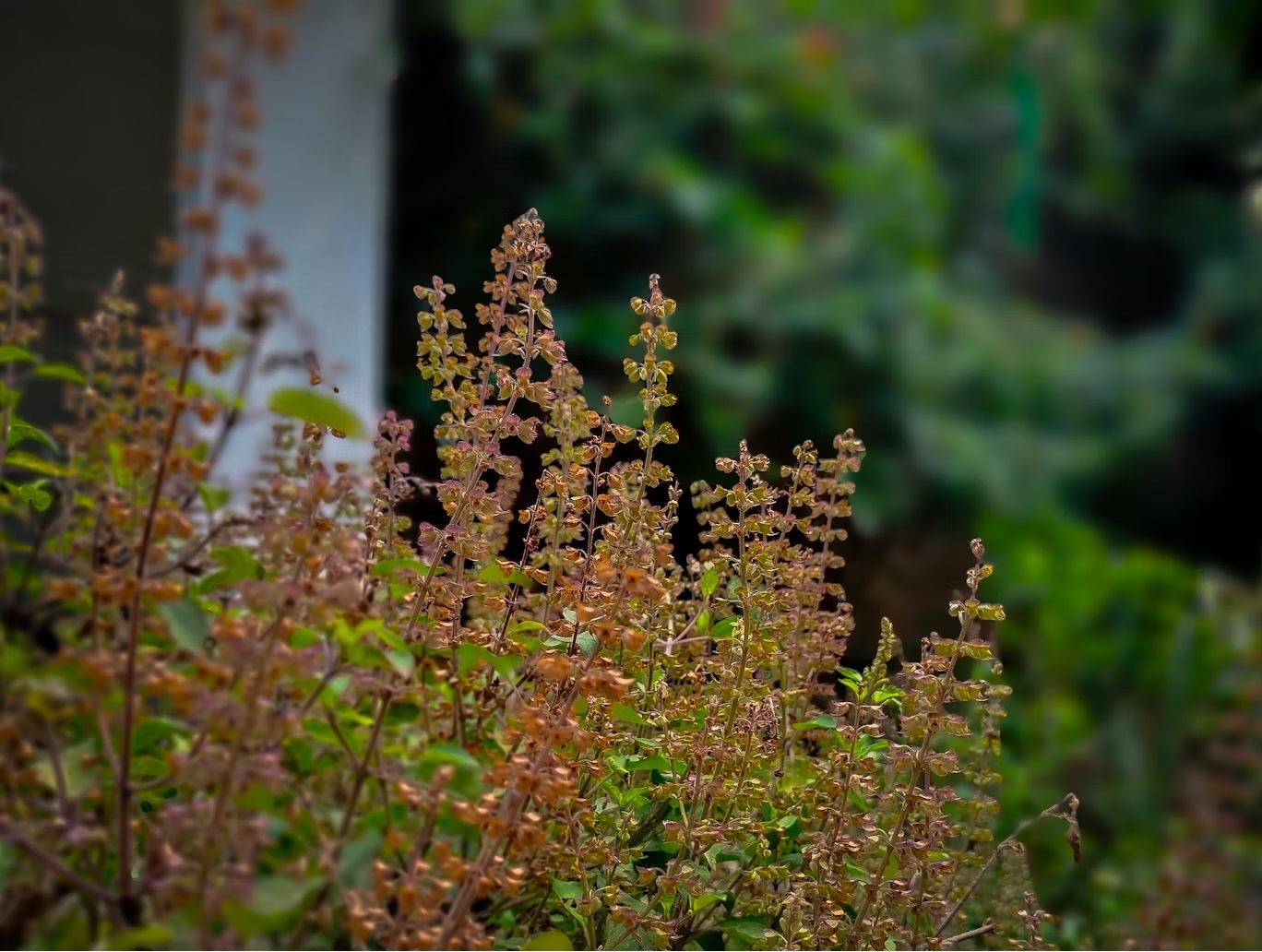 tulsi plant at home