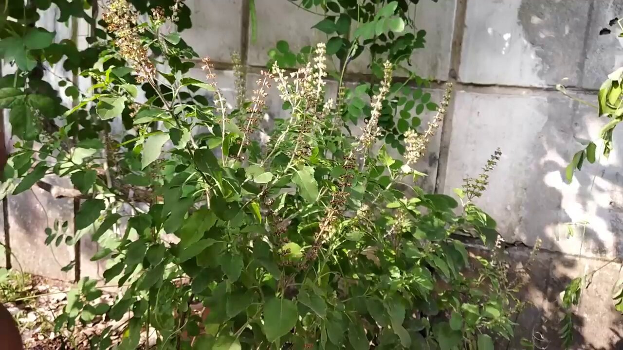 grow tulsi plant at home