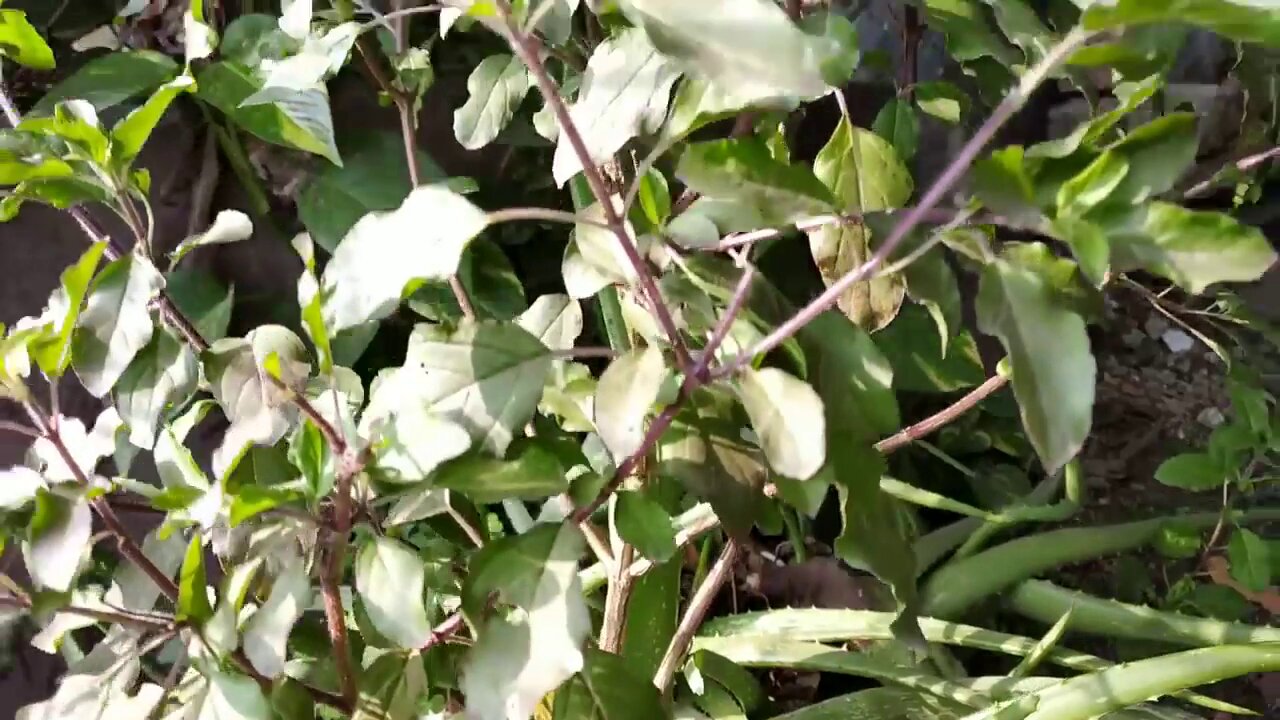 tulsi plant at home